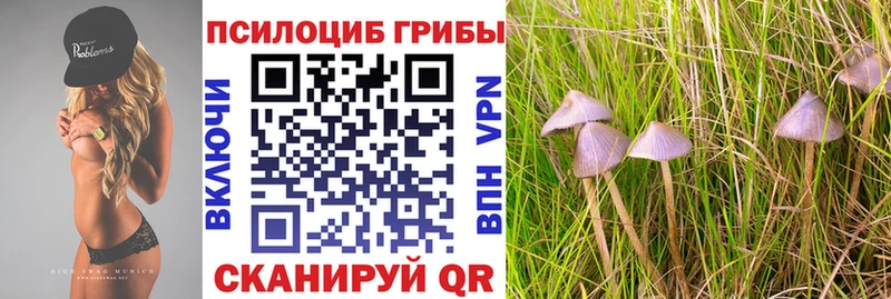 Галлюциногенные грибы мицелий  МЕГА онион  Светогорск  купить наркотики цена 